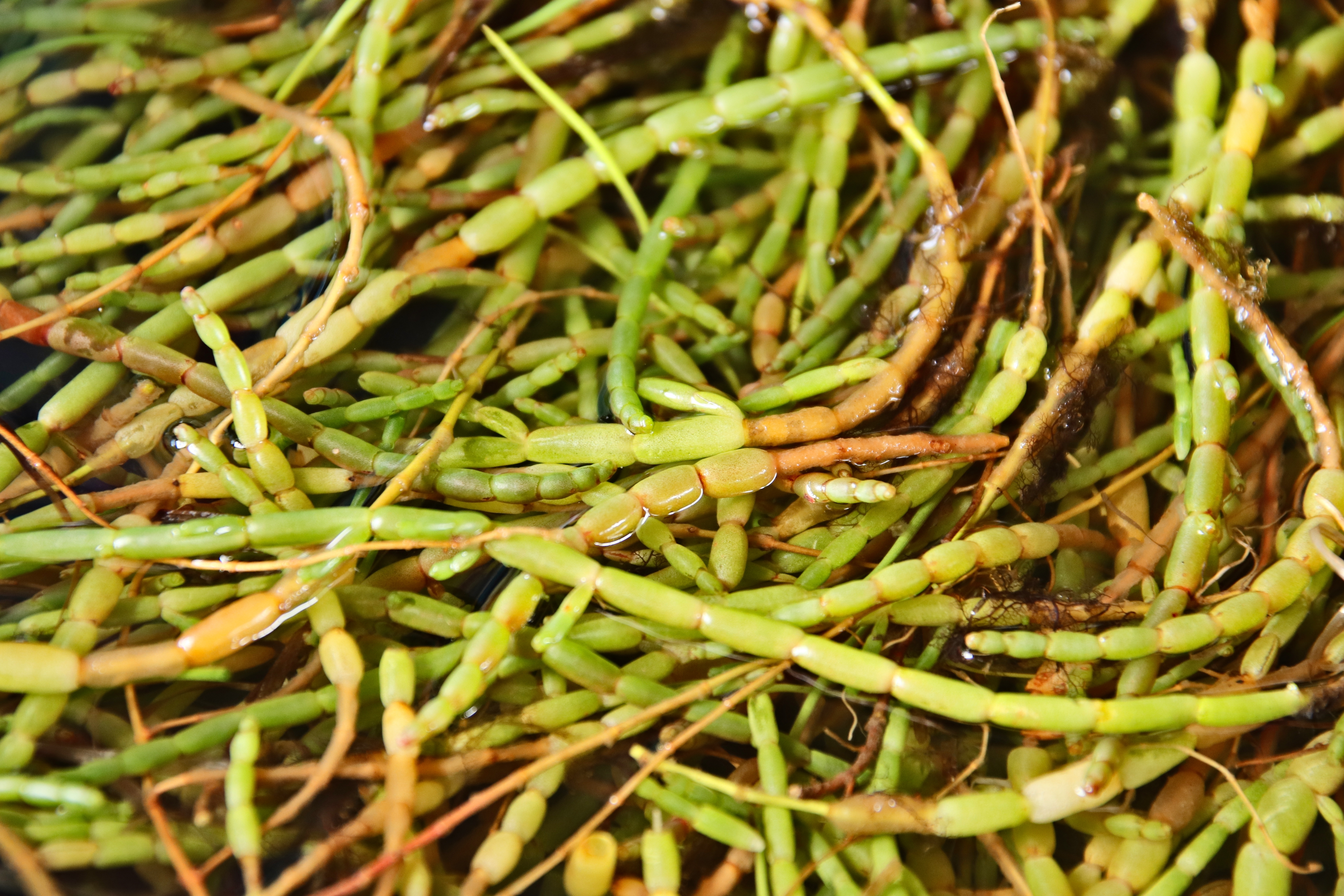Pigeon Peas Specifications